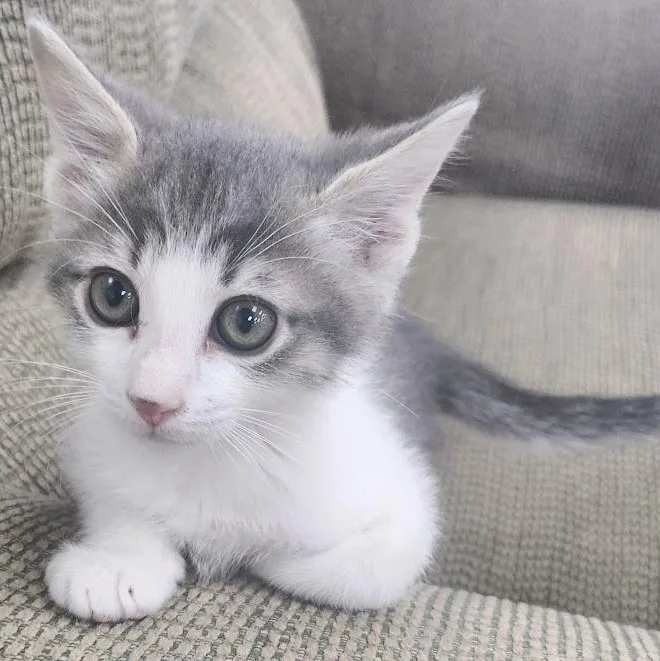 A baby medium-sized male Gray & White Domestic Medium Hair cat named Domino for adoption in Mesquite, NV