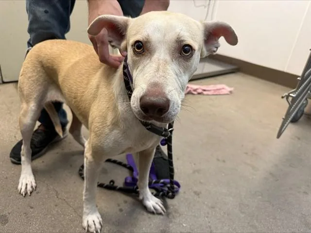 A young large-sized female Labrador Retriever dog named Winnifred for adoption in Tucson, AZ