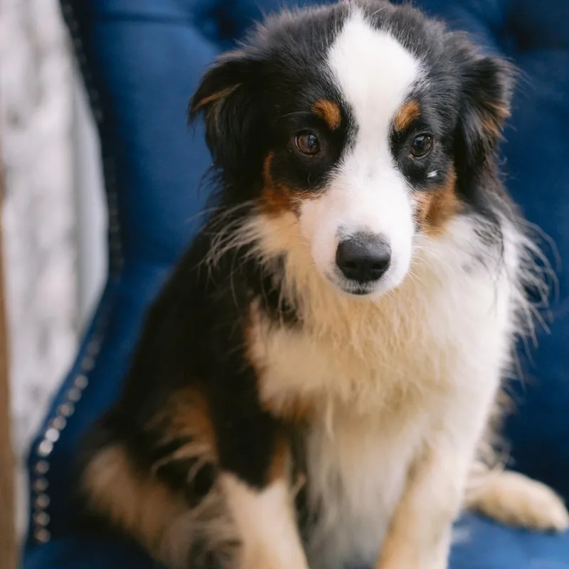 A young small-sized female Australian Shepherd dog named Lexi for adoption in Zionsville, IN
