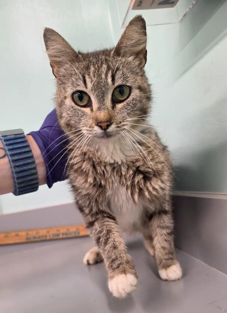A young medium-sized female Domestic Short Hair cat named Jan for adoption in Athens, TN