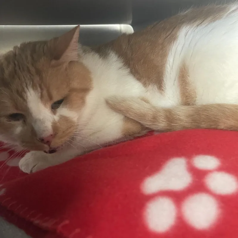 A senior large-sized male Domestic Short Hair cat named Squirrel for adoption in Chicago, IL
