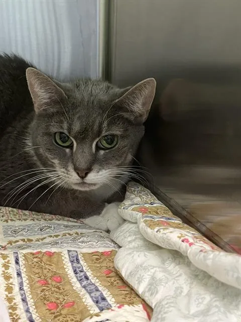 An adult small-sized female Domestic Short Hair cat named Precious for adoption in Centerville, MA