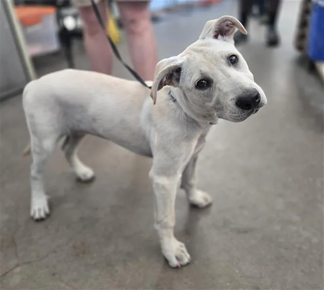 A baby large-sized female Mixed Breed dog named Brooke for adoption in Dallas, TX