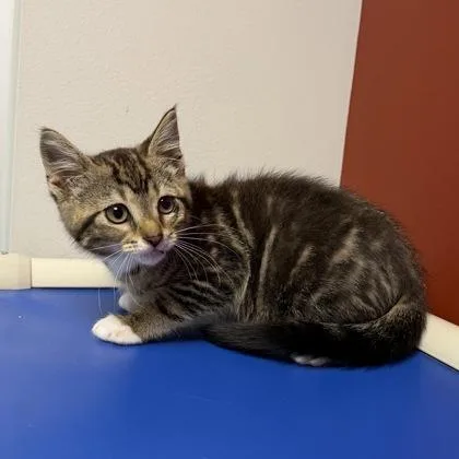A baby small-sized female Domestic Short Hair cat named Leafpool for adoption in Janesville, WI