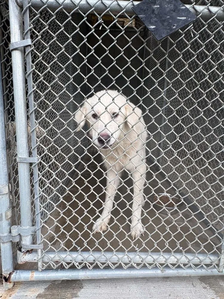 An adult large-sized female White / Cream Great Pyrenees dog named Nona for adoption in Aurora, IN