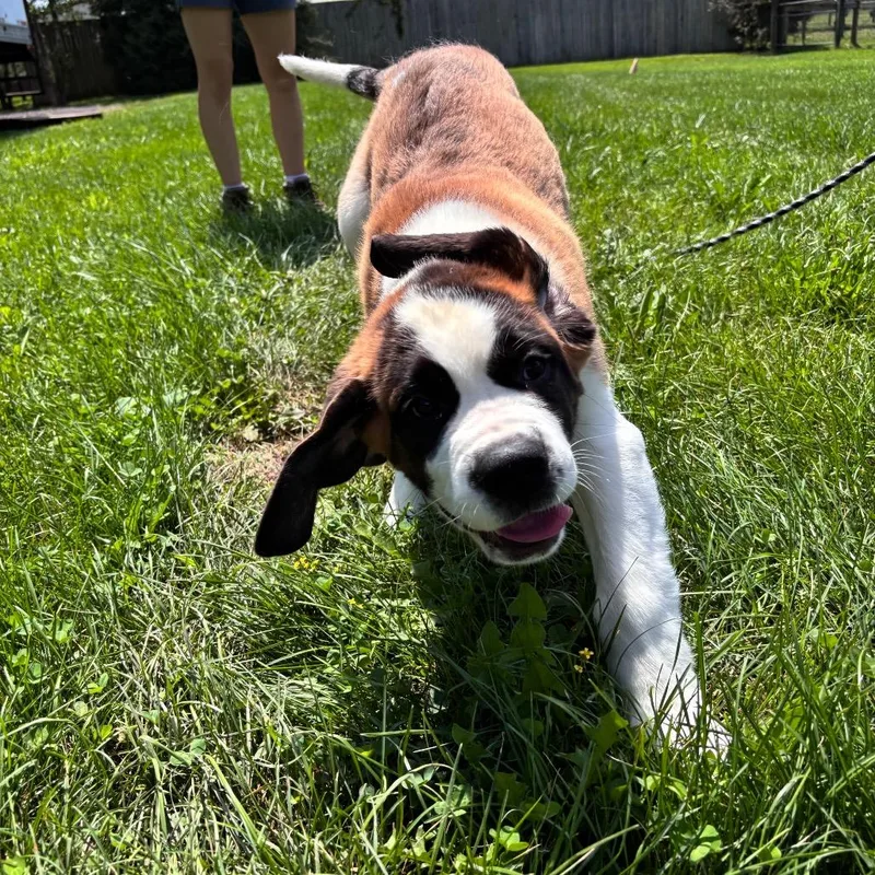 A baby large-sized male Brown / Chocolate Saint Bernard dog named Big Charlie for adoption in Quakertown, PA
