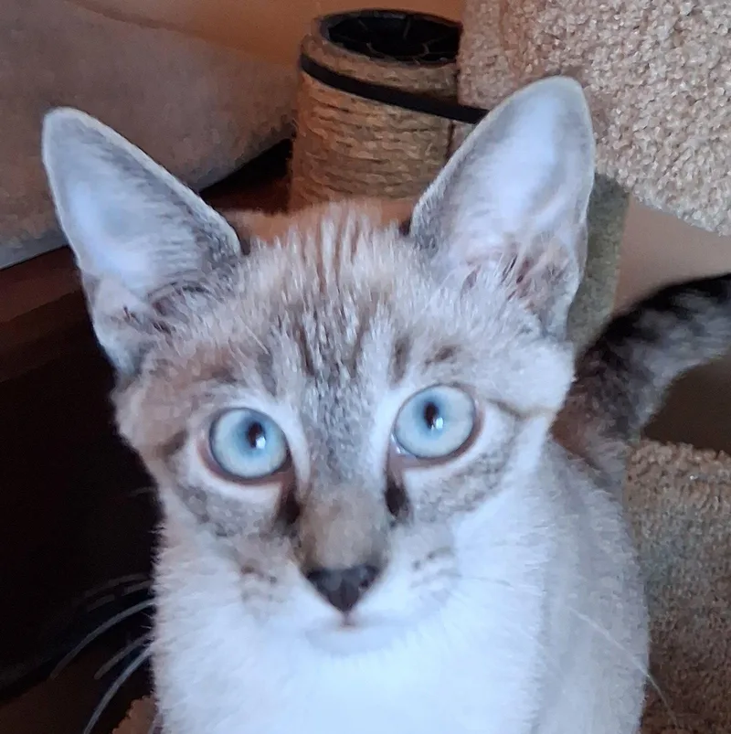 A baby small-sized male Buff / Tan / Fawn Siamese cat named Stewie for adoption in Cookeville, TN