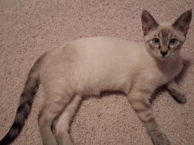 Stewie thumbnail 3