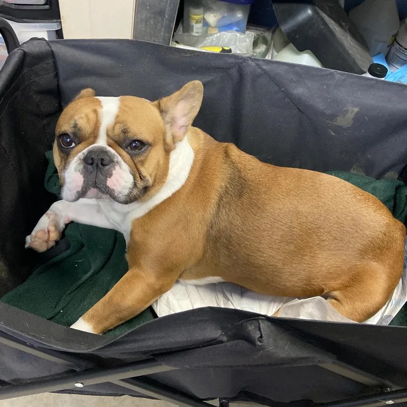 An adult small-sized female Brown / Chocolate French Bulldog dog named Birdie for adoption in Salt Lake City, UT