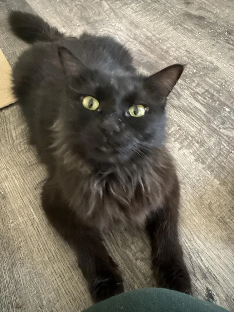 An adult medium-sized female Black Domestic Medium Hair cat named Celine Dion for adoption in tucson, AZ