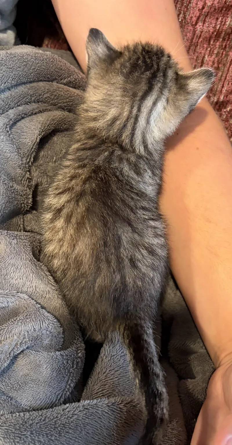 A baby medium-sized female Tabby (Gray / Blue / Silver) Domestic Short Hair cat named Clover for adoption in Tracy, CA