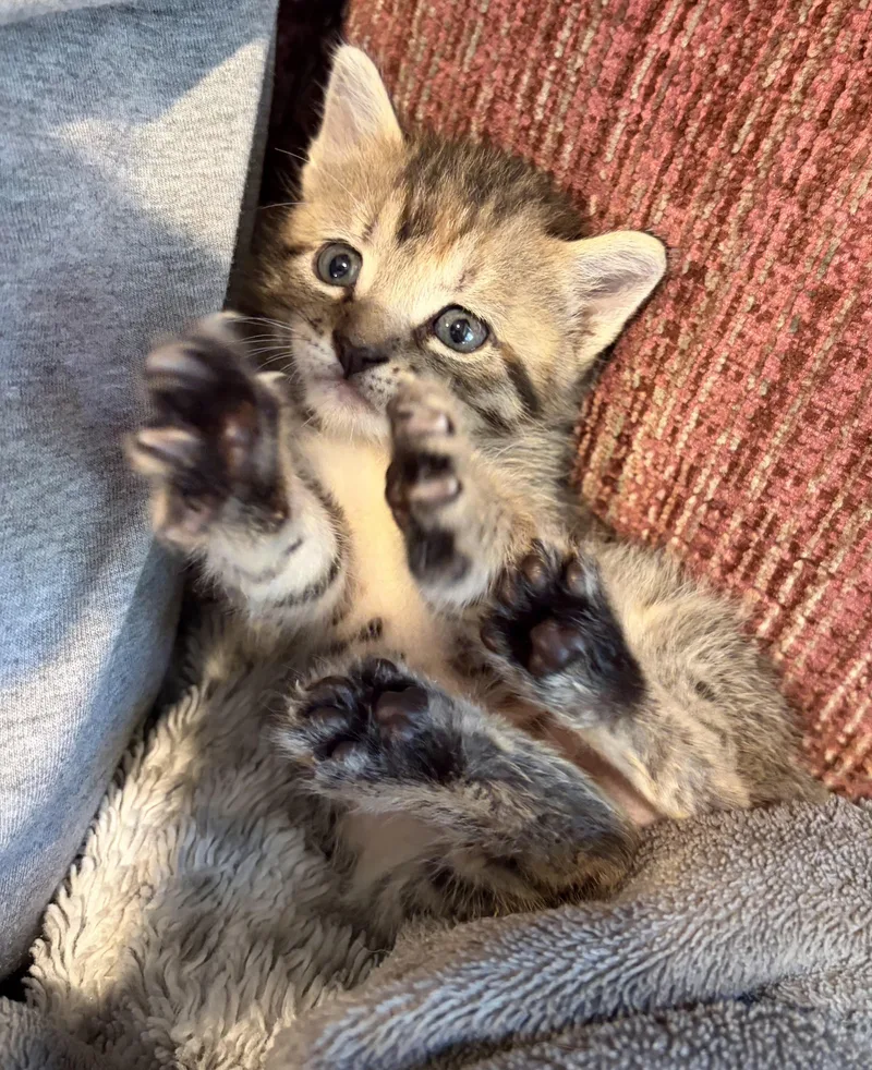 Clover thumbnail 2