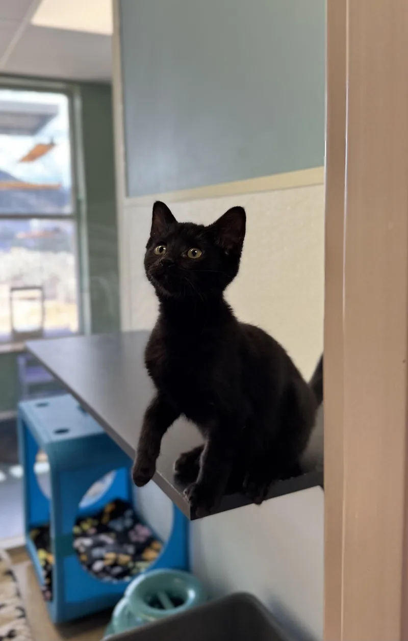 Frankie