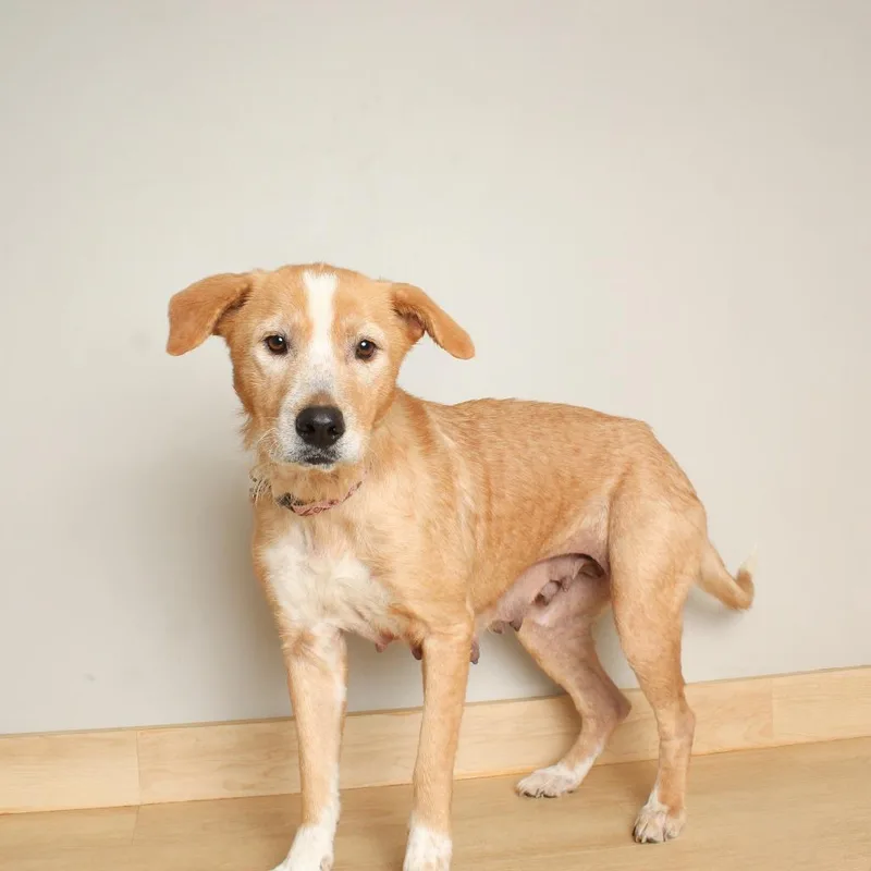 A senior medium-sized female Yellow / Tan / Blond / Fawn Retriever dog named Meemaw Ivey D for adoption in Minnetonka, MN