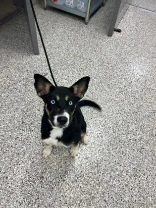 A baby small-sized male Terrier dog named Chips for adoption in Gastonia, NC