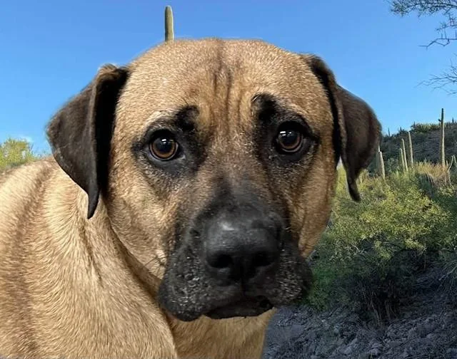 A young extra large-sized male Boerboel dog named Charlie for adoption in Tucson, AZ