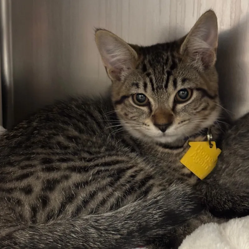 A baby small-sized female Brown / Chocolate Domestic Medium Hair cat named Amaretto for adoption in Springfield, MA