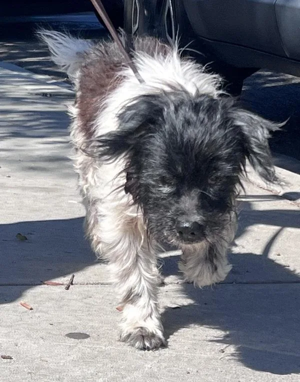 A senior small-sized male Terrier dog named Coco for adoption in Oceanside, CA