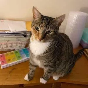 A young medium-sized female Tabby (Brown / Chocolate) Tabby cat named Luna for adoption in Medford, MA