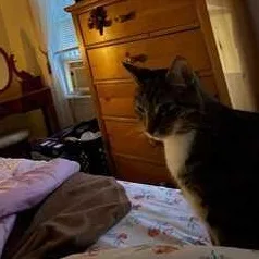 Luna thumbnail 2