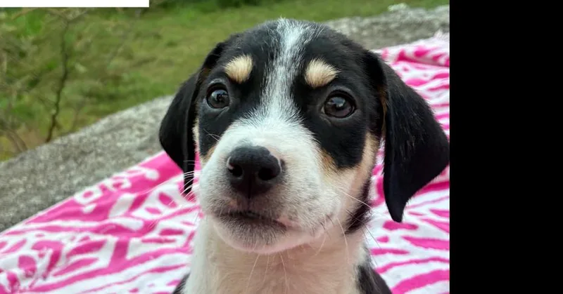 A baby small-sized male Tricolor (Brown, Black, & White) Mixed Breed dog named Bethoven for adoption in Naranjito, PR