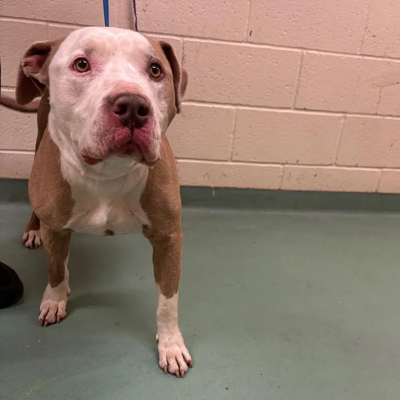 Bubba Jones  Collins