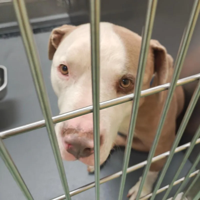 Bubba Jones  Collins thumbnail 2