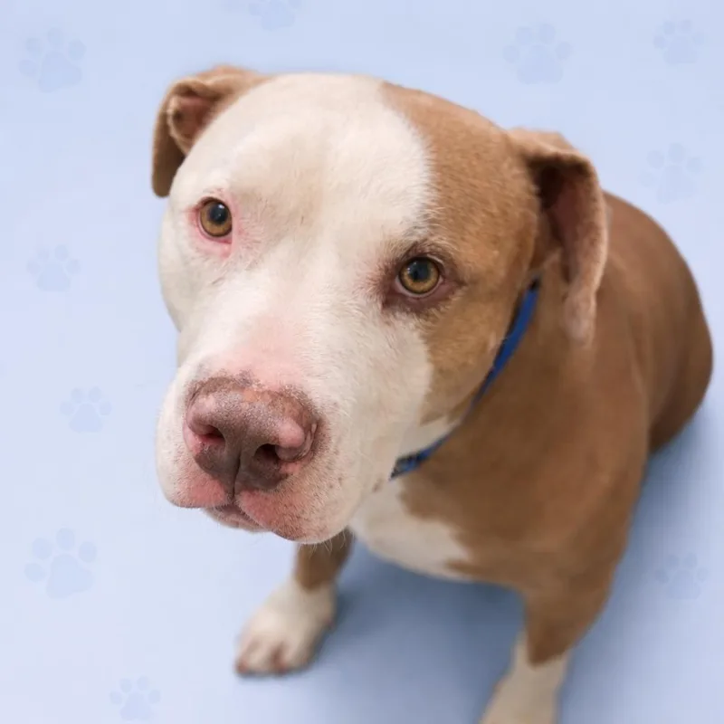 Bubba Jones  Collins thumbnail 3