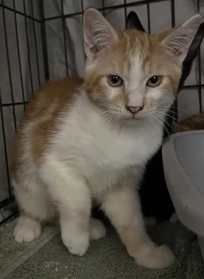 A young small-sized male Domestic Short Hair cat named Fang Sinatra for adoption in Phoenix, AZ