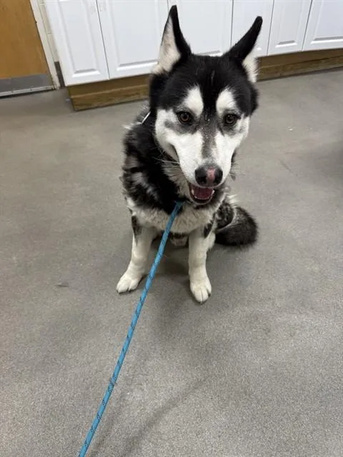 An adult large-sized male Husky dog named Tyson for adoption in Upper Marlboro, MD