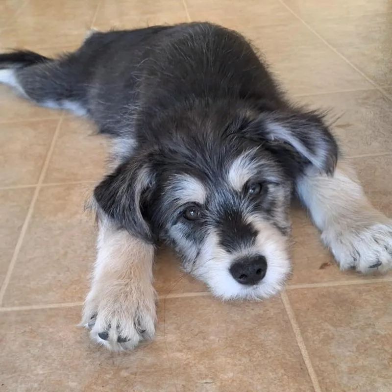 A baby small-sized female Black Terrier dog named Janet for adoption in Calimesa, CA