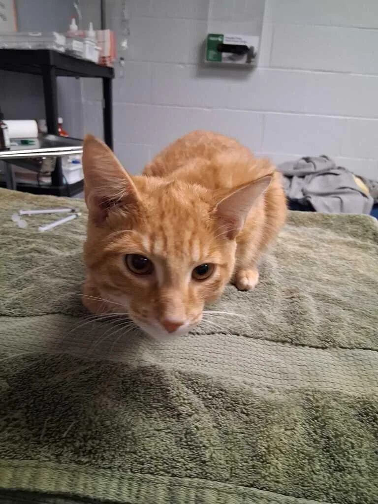 An adult small-sized male Orange / Red Domestic Short Hair cat named Toni for adoption in Cincinnati, OH