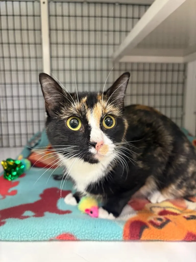 A young medium-sized female Domestic Short Hair cat named Katrina for adoption in Ewing, NJ