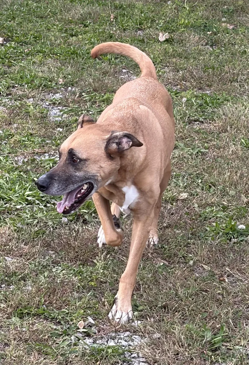An adult large-sized male Great Dane dog named Pollo for adoption in Circleville, OH