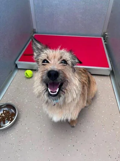 An adult small-sized male Terrier dog named Rocky for adoption in Waupaca, WI