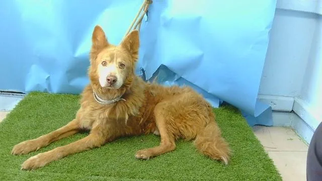 A senior medium-sized male Shetland Sheepdog / Sheltie dog named Symba for adoption in Gardena, CA