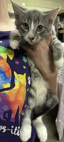 A baby small-sized male Domestic Short Hair cat named Louis Du Lac for adoption in Pensacola, FL