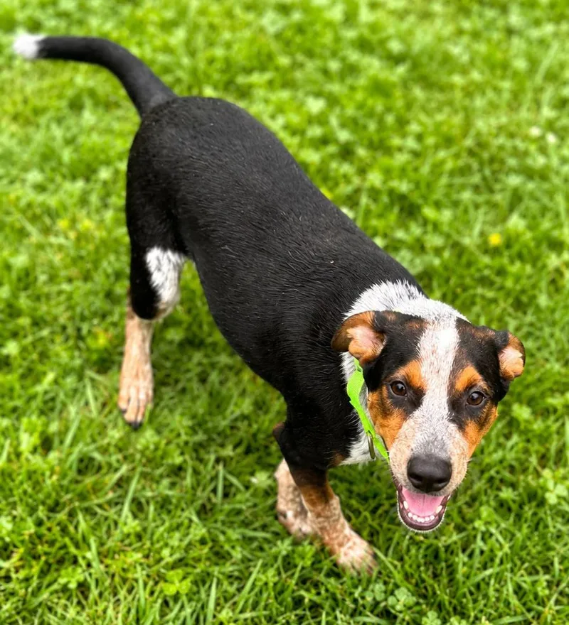A baby medium-sized male Tricolor (Brown, Black, & White) Australian Cattle Dog / Blue Heeler dog named Pauly D for adoption in Kansas City, KS