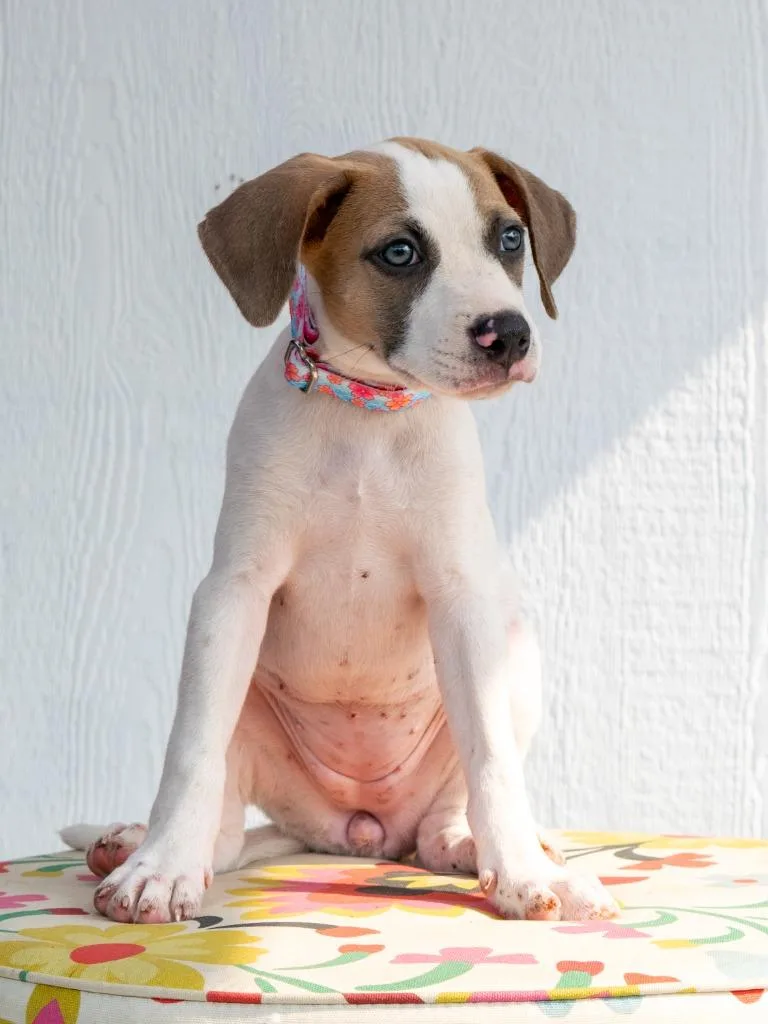 A baby medium-sized female Mixed Breed dog named Spice Girls Litter for adoption in Savage, MN