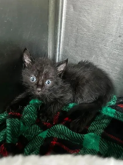 An adult small-sized male Domestic Short Hair cat named Pete Fundaroo for adoption in Spruce Pine, NC