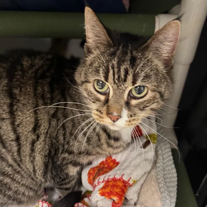 A young medium-sized female Brown / Chocolate Domestic Short Hair cat named Moira for adoption in Peoria, IL