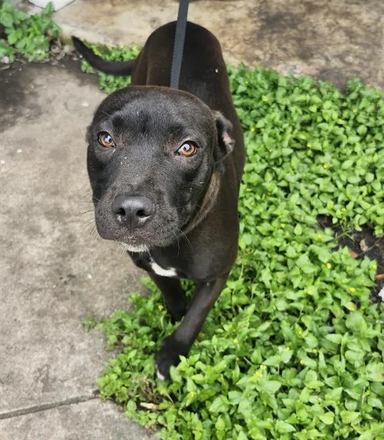 A young medium-sized male Labrador Retriever dog named Jumbles for adoption in San Antonio, TX
