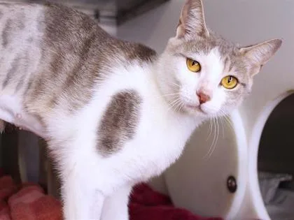 An adult small-sized female Domestic Short Hair cat named Tuna for adoption in Daytona Beach, FL