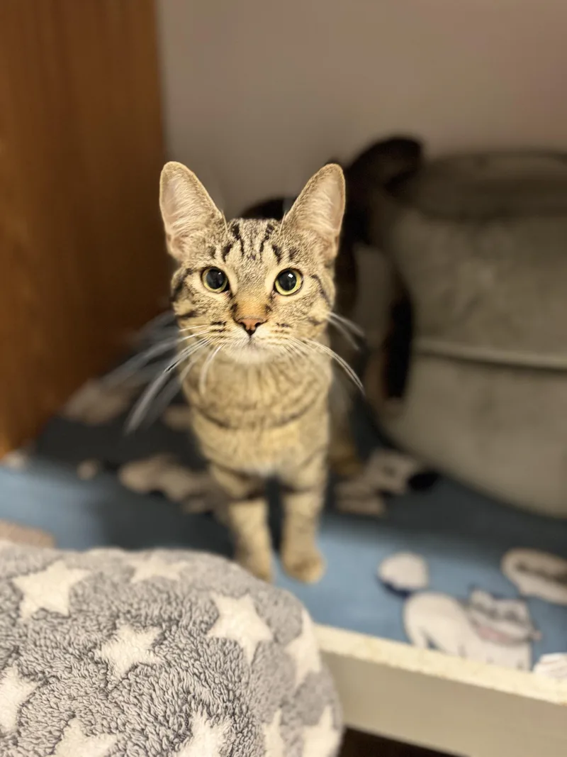 An adult medium-sized female Tabby (Brown / Chocolate) Domestic Short Hair cat named Mika for adoption in Dodgeville, WI