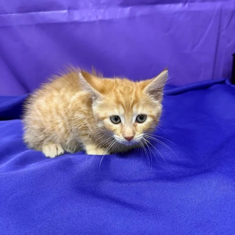 A baby small-sized female Orange / Red Domestic Short Hair cat named Edamame for adoption in North Myrtle Beach, SC