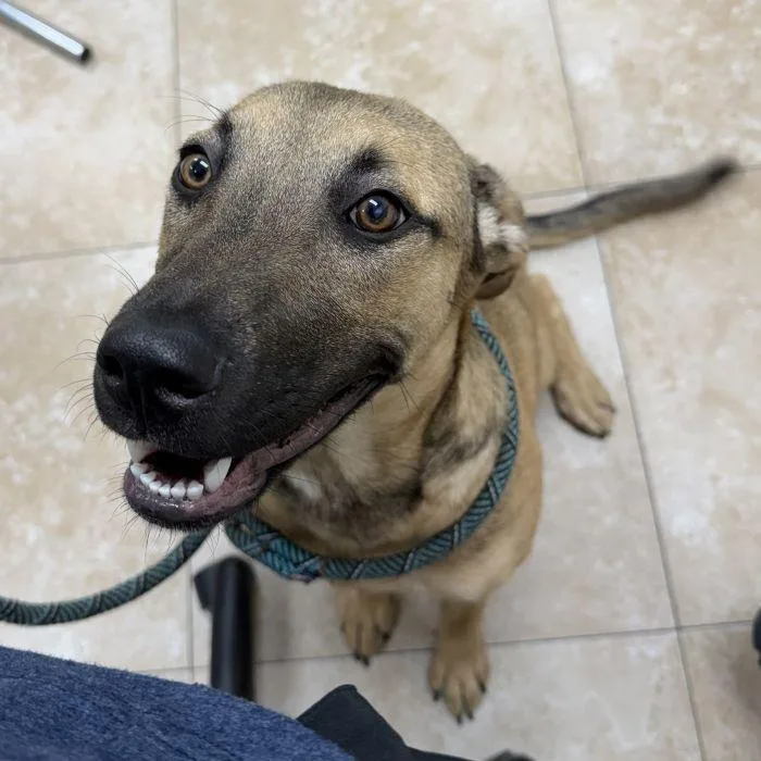 A young medium-sized female German Shepherd Dog dog named Pearl for adoption in Hilton Head Island, SC