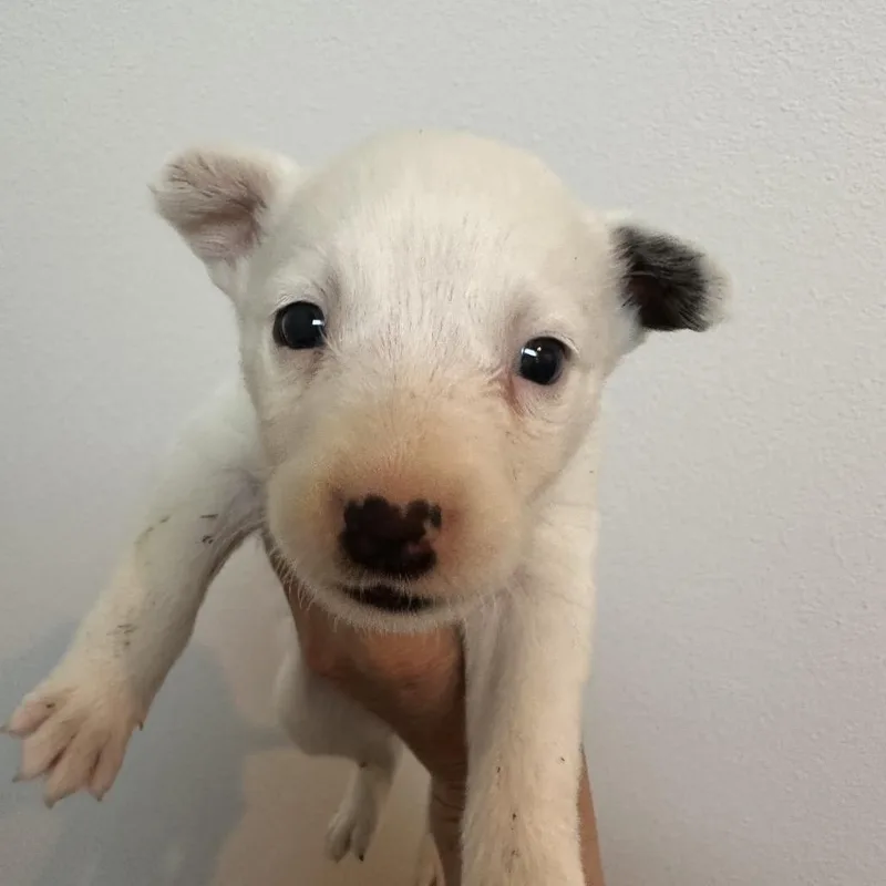 A baby medium-sized female Brown / Chocolate Cattle Dog dog named Dolly for adoption in Sacramento, CA