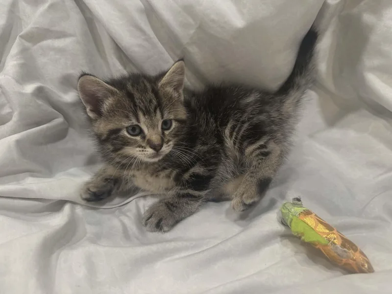 A baby small-sized female Tabby (Brown / Chocolate) Tabby cat named Pearl for adoption in Bayonne, NJ