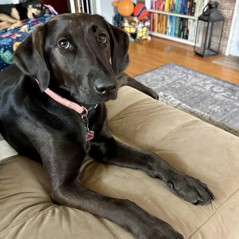 A young medium-sized female Brown / Chocolate Labrador Retriever dog named Lollie for adoption in Tunica, MS