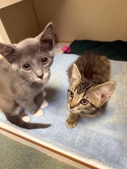 A baby small-sized male Domestic Short Hair cat named Sasuke for adoption in Fairfax, VA